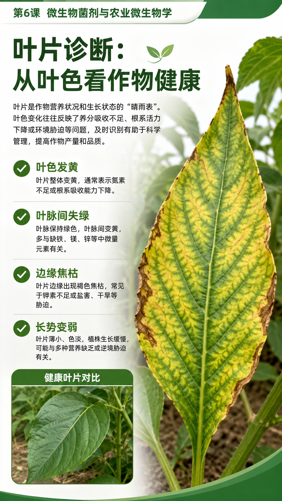 华昇金玛植保系统课第6课微生物菌剂与农业微生物学第5张原图