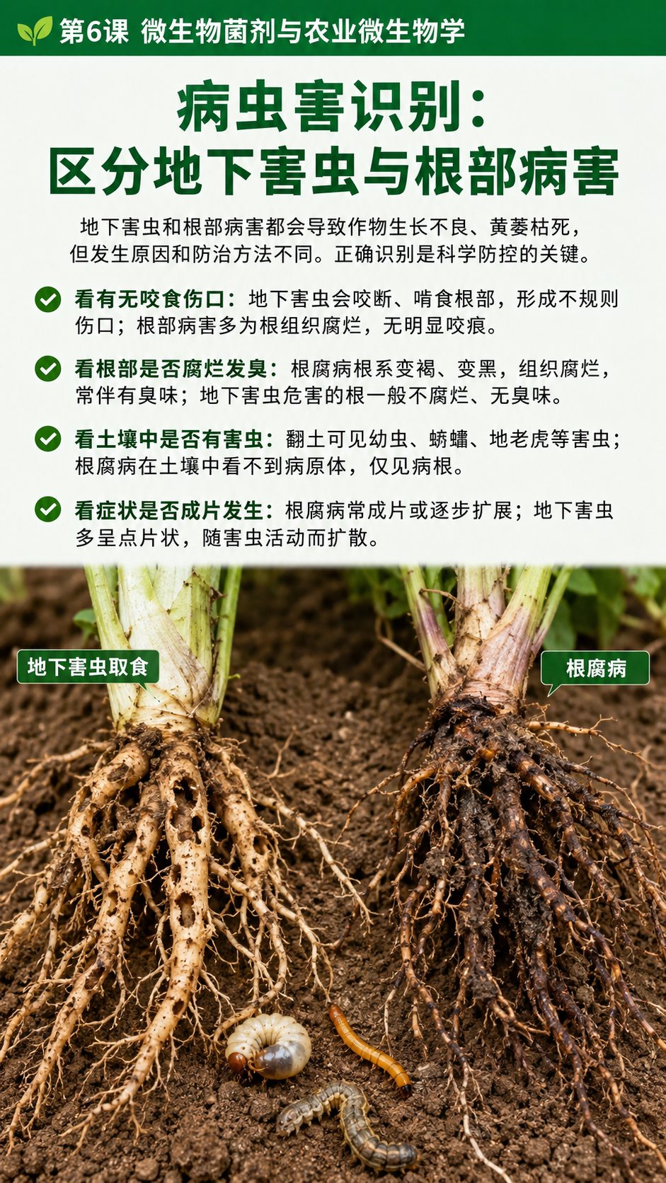 华昇金玛植保系统课第6课微生物菌剂与农业微生物学第6张原图