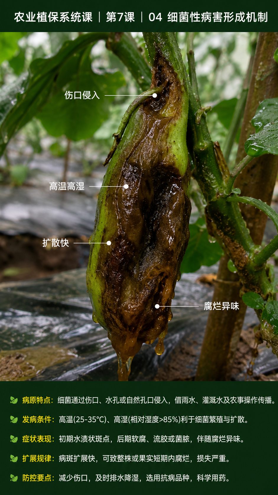 华昇金玛植保系统课第7课植物健康与病害本质第4张原图