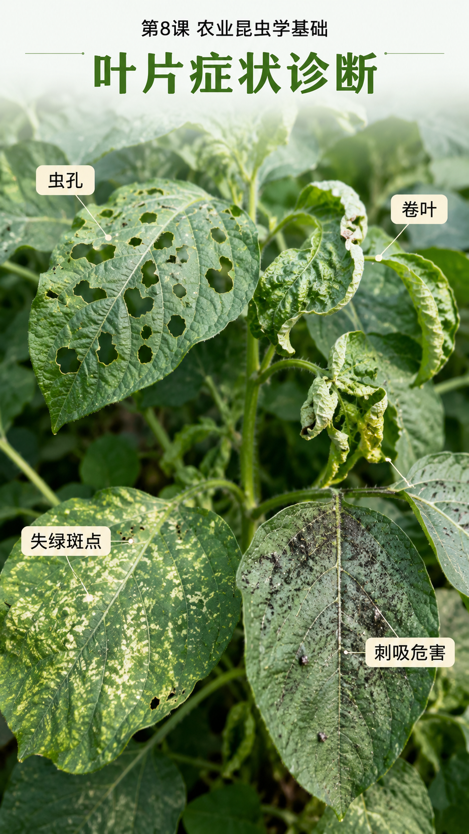 华昇金玛第8课农业昆虫学基础原图，导入顺序第5张：叶片症状诊断