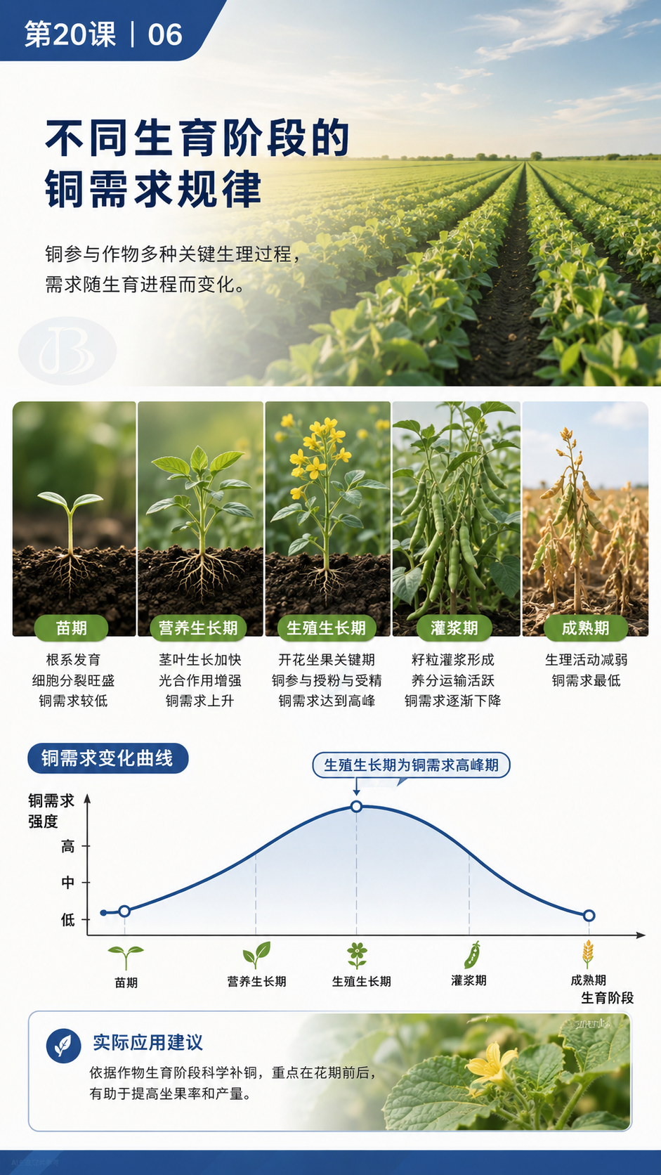 华昇金玛植保系统课第20课植物铜营养第6张原图