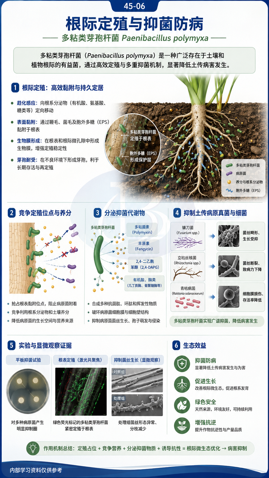 华昇金玛植保系统课第45课多粘类芽孢杆菌第6张原图