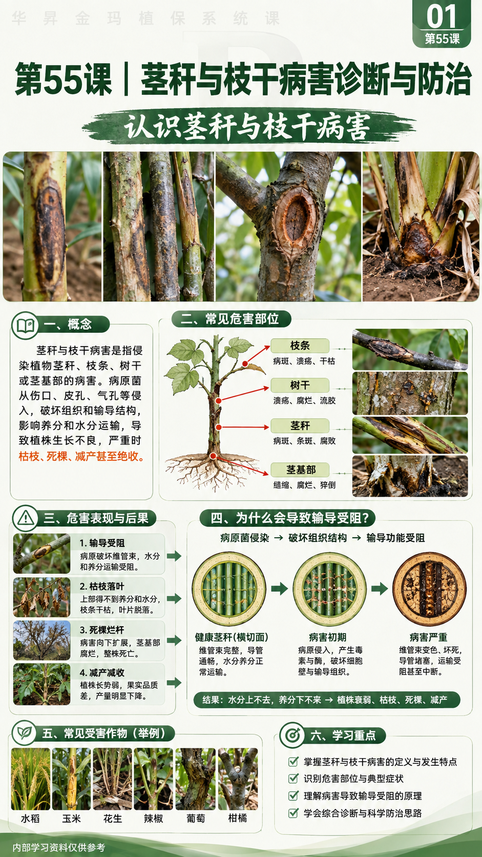 华昇金玛植保系统课第55课枝干与茎基部病害第2张原图
