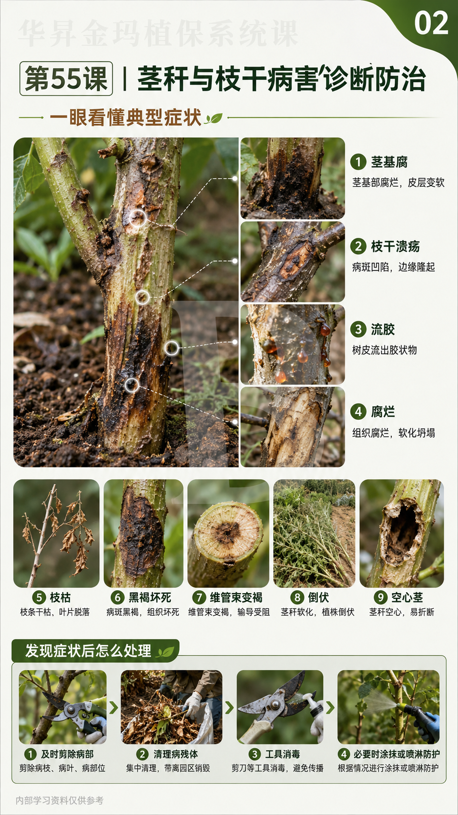 华昇金玛植保系统课第55课枝干与茎基部病害第4张原图