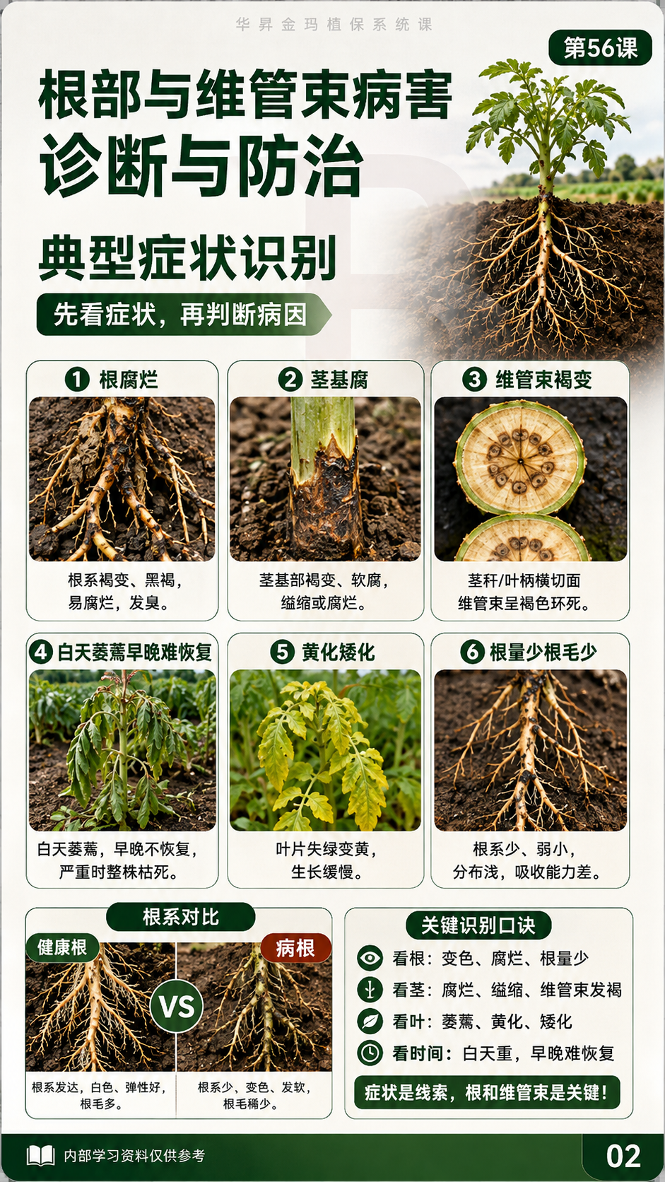 华昇金玛植保系统课第56课萎蔫与维管束病害第2张原图