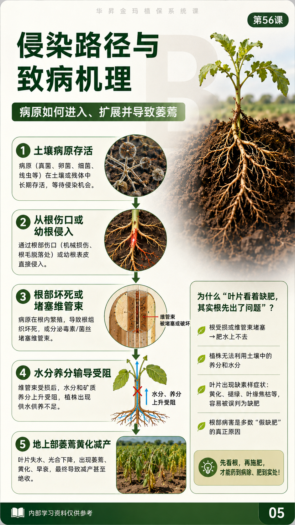 华昇金玛植保系统课第56课萎蔫与维管束病害第3张原图
