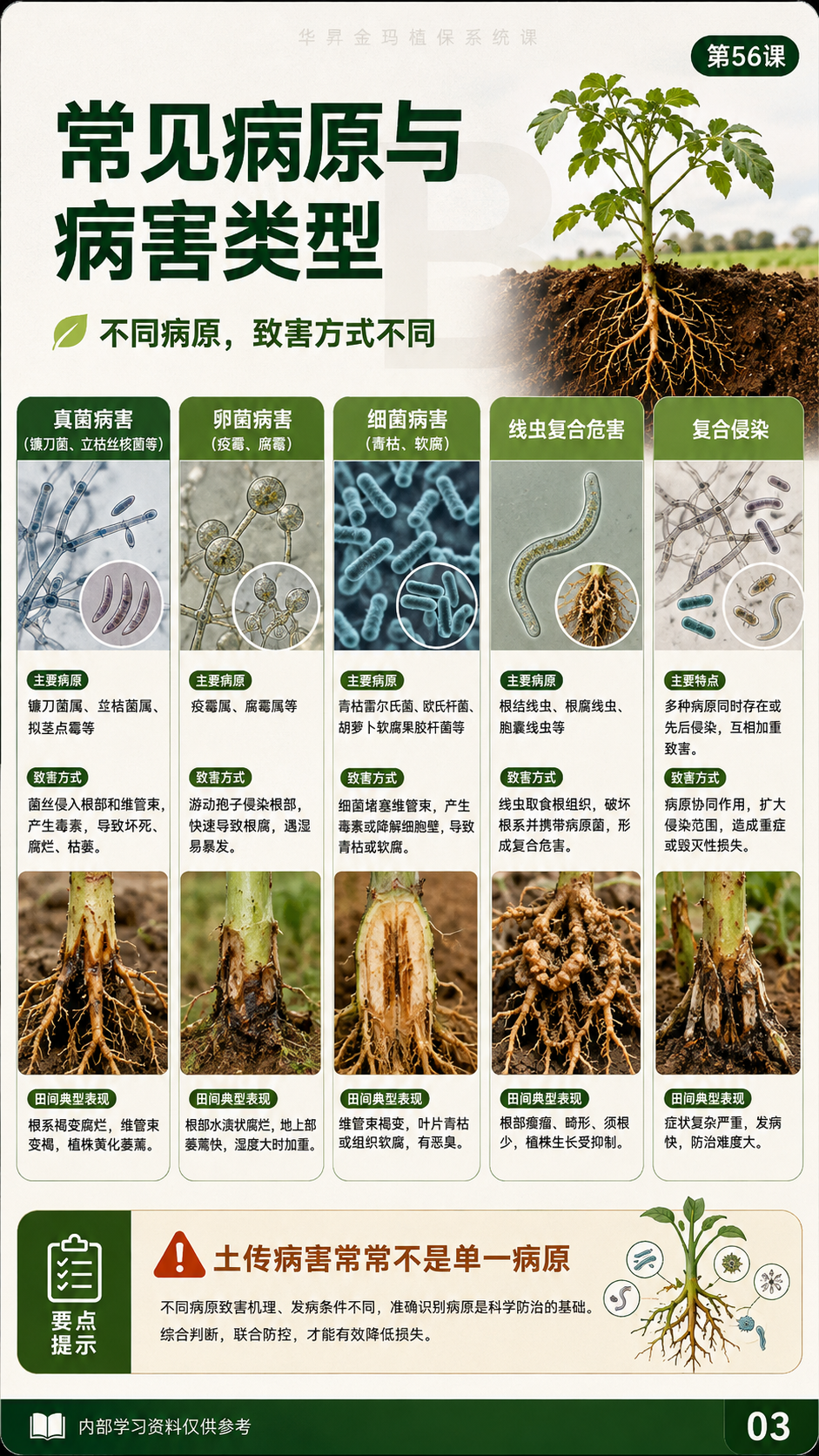 华昇金玛植保系统课第56课萎蔫与维管束病害第8张原图