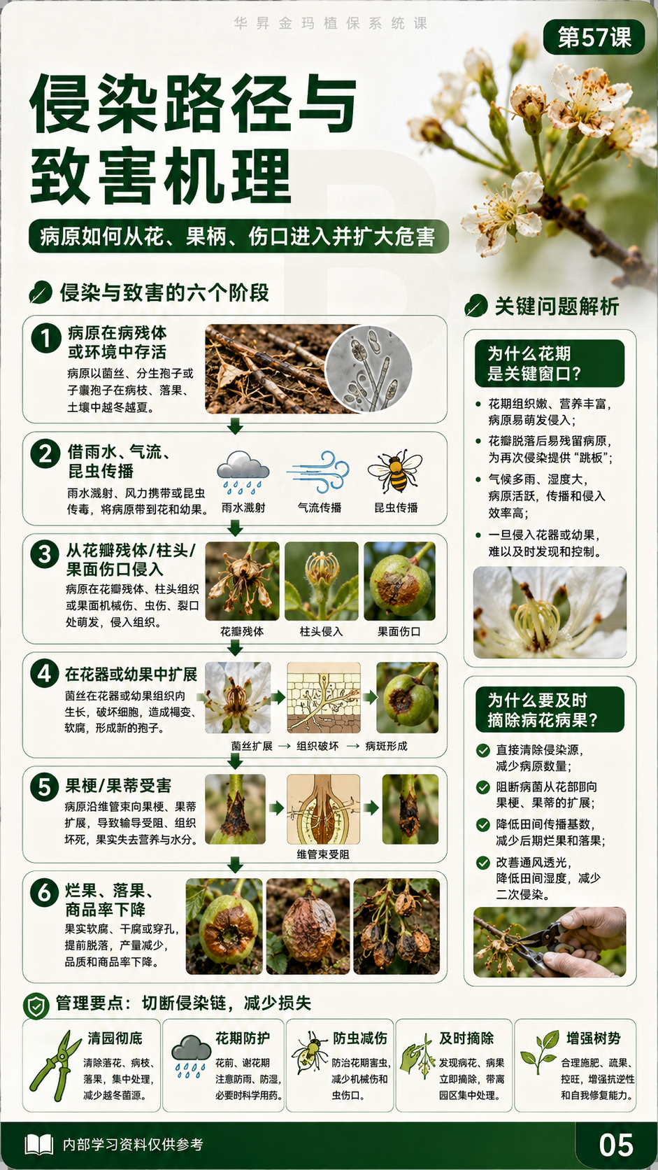 华昇金玛植保系统课第57课花果期病害第5张原图