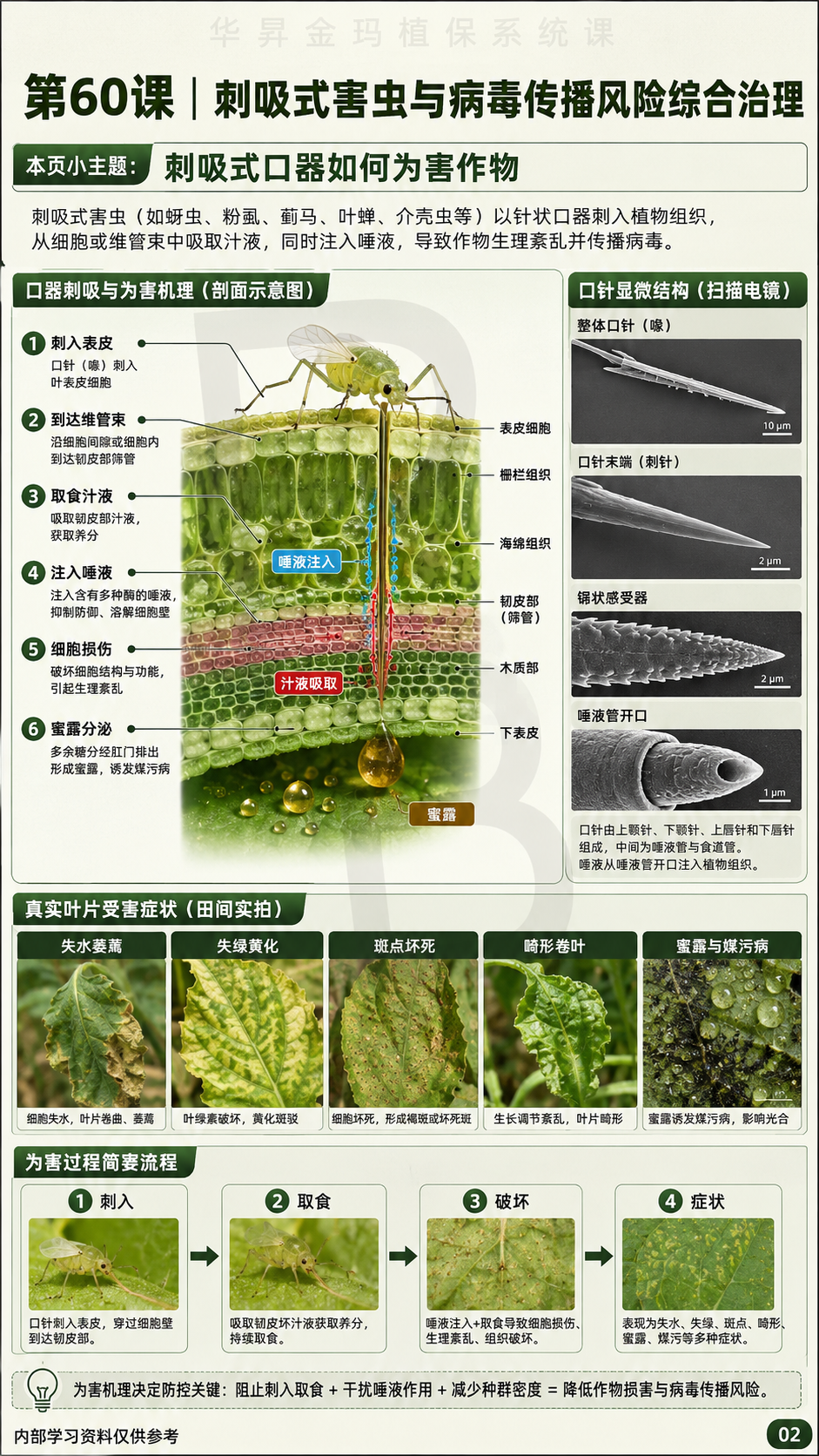华昇金玛植保系统课第60课刺吸式害虫与病原传播第2张原图