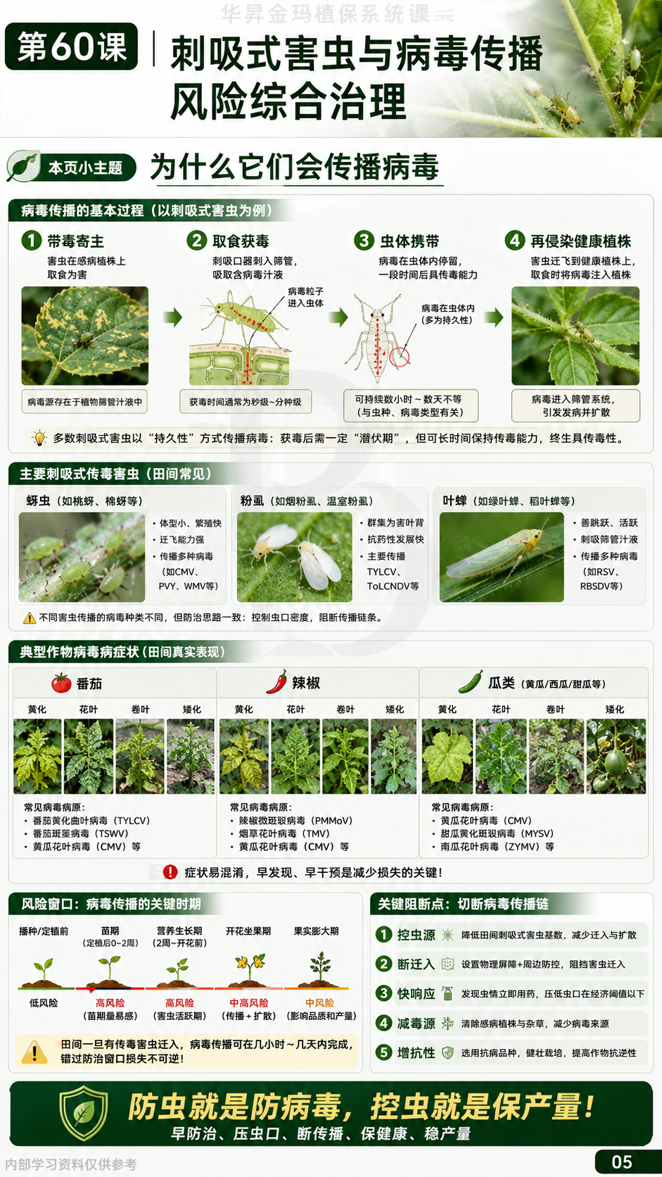 华昇金玛植保系统课第60课刺吸式害虫与病原传播第5张原图