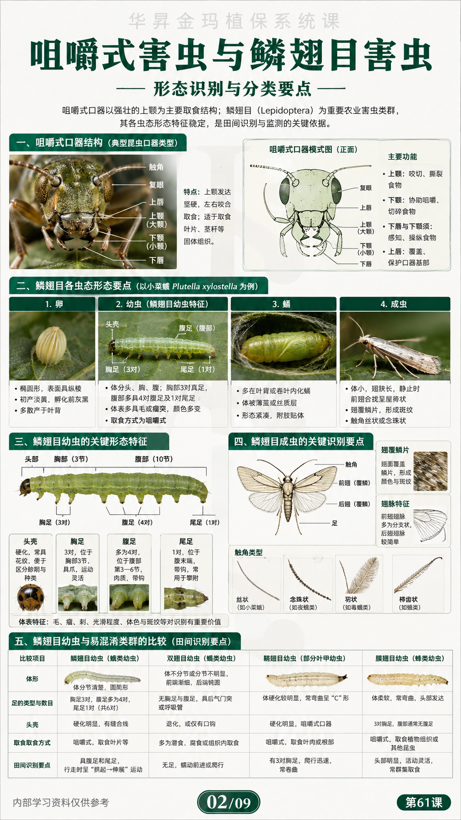 华昇金玛植保系统课第61课咀嚼式害虫第2张原图