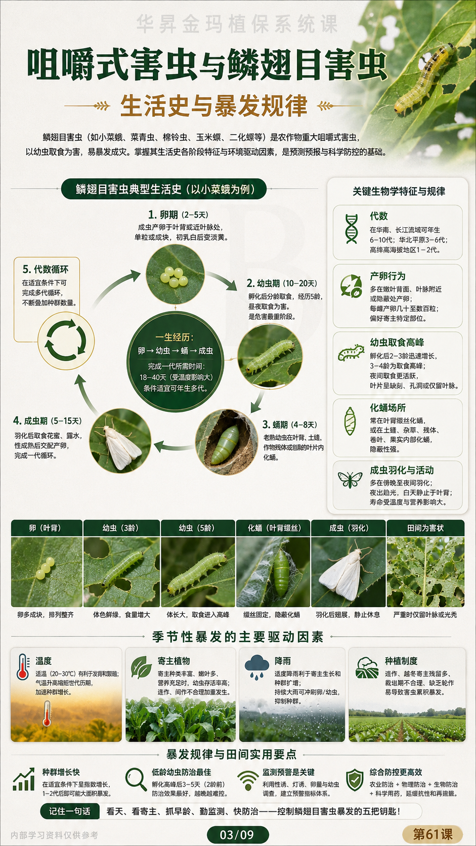 华昇金玛植保系统课第61课咀嚼式害虫第3张原图