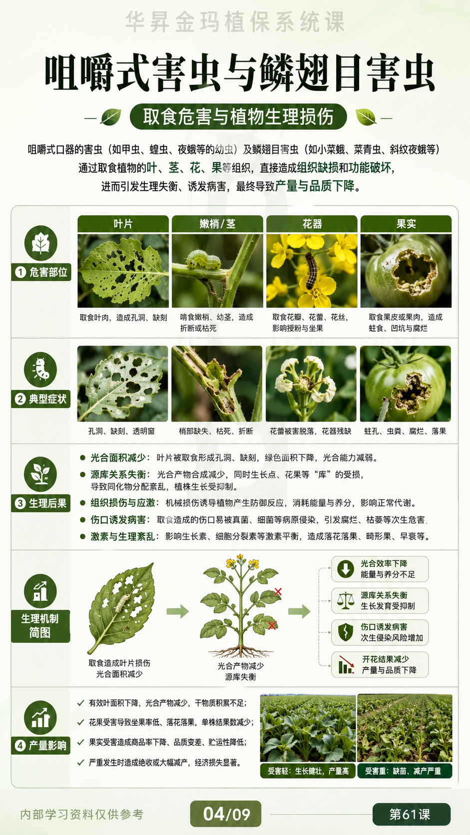 华昇金玛植保系统课第61课咀嚼式害虫第4张原图