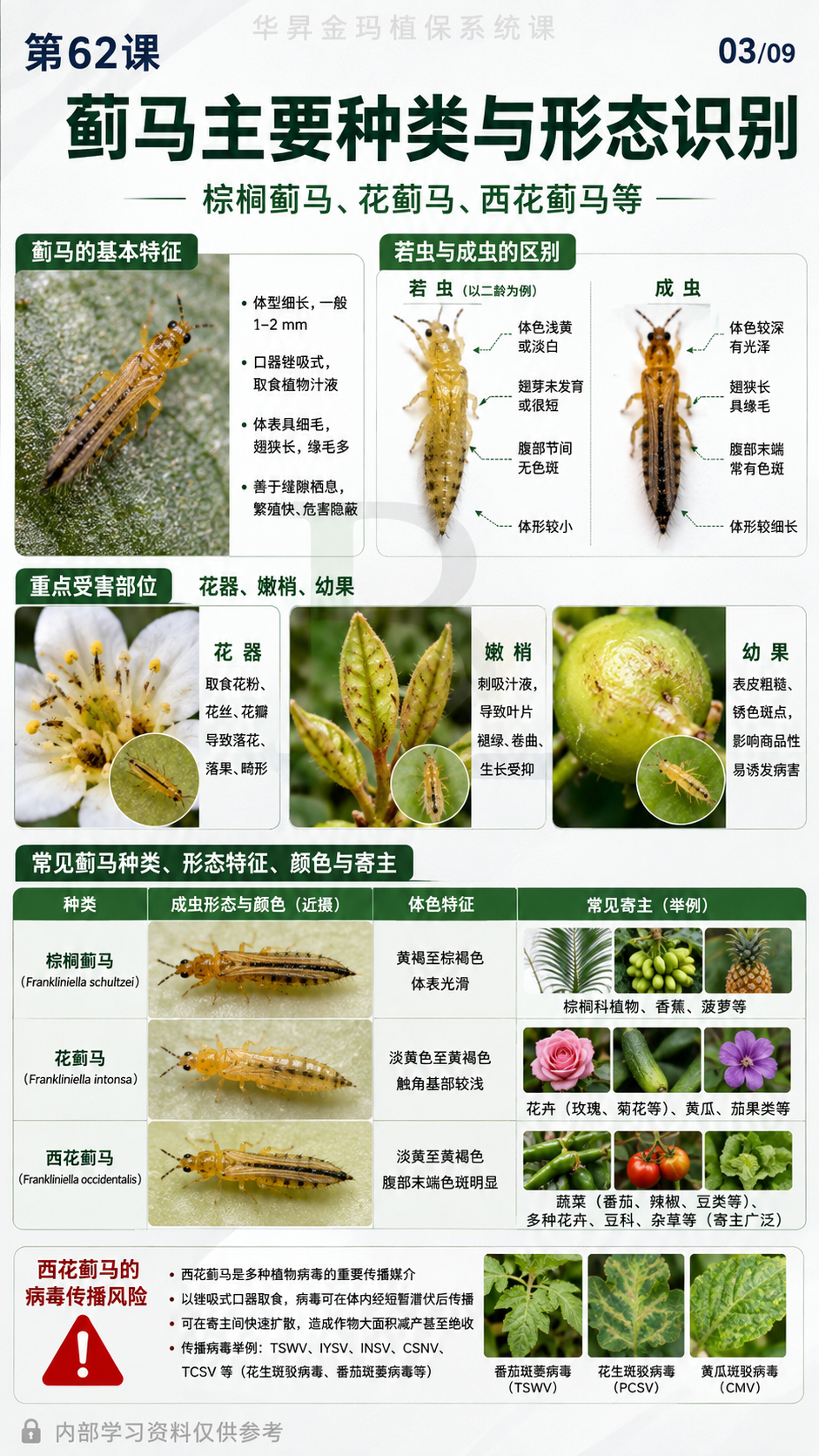 华昇金玛植保系统课第62课螨类与蓟马调查第3张原图
