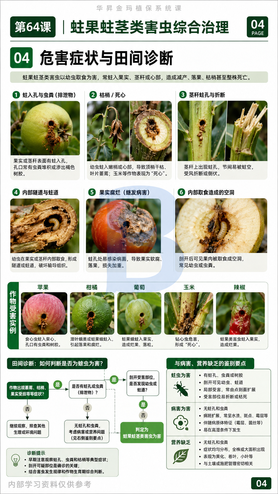华昇金玛植保系统课第64课蛀果蛀茎害虫第4张原图