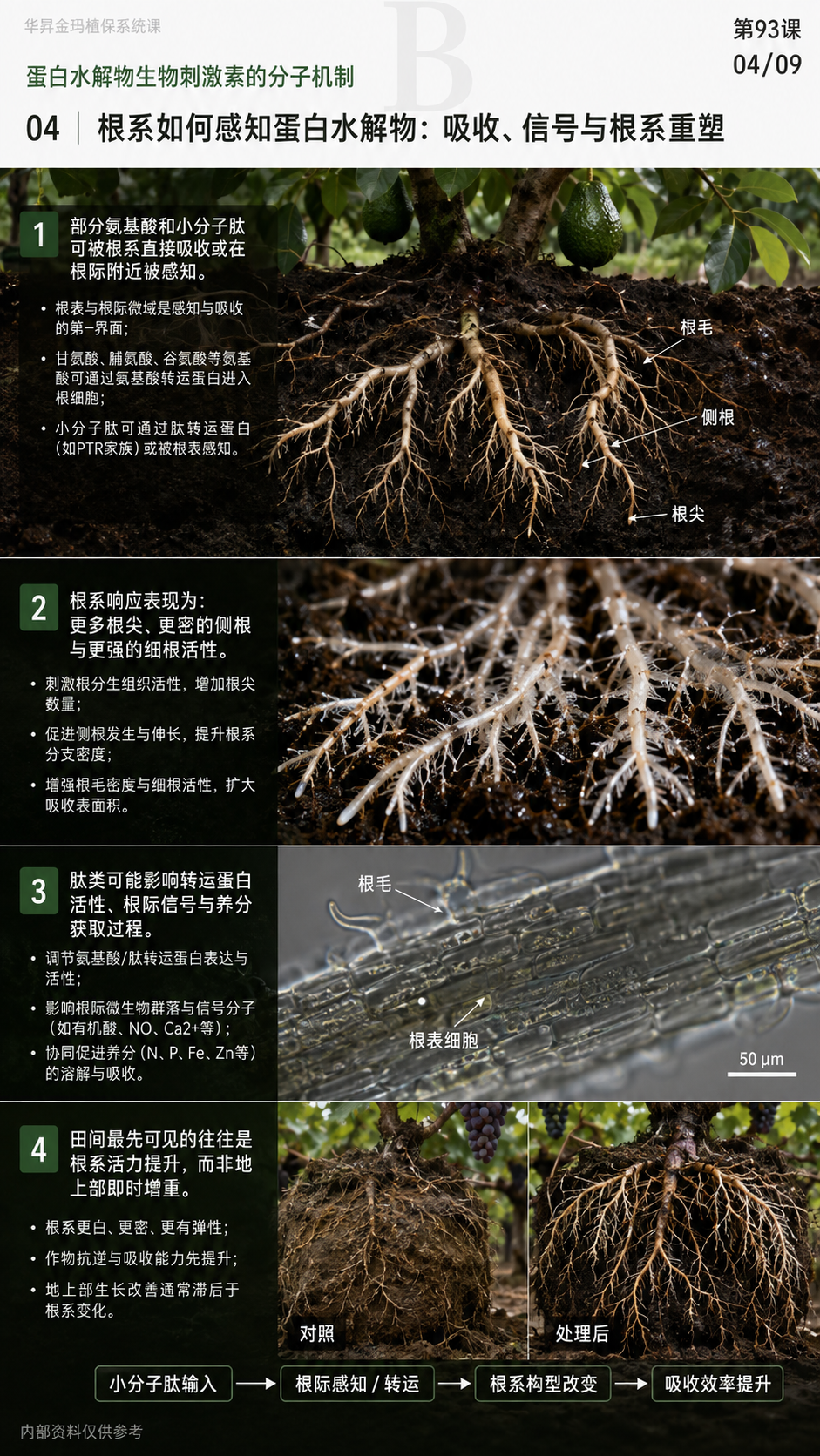 华昇金玛植保系统课第93课蛋白水解物、活性肽与应用配伍第4张原图