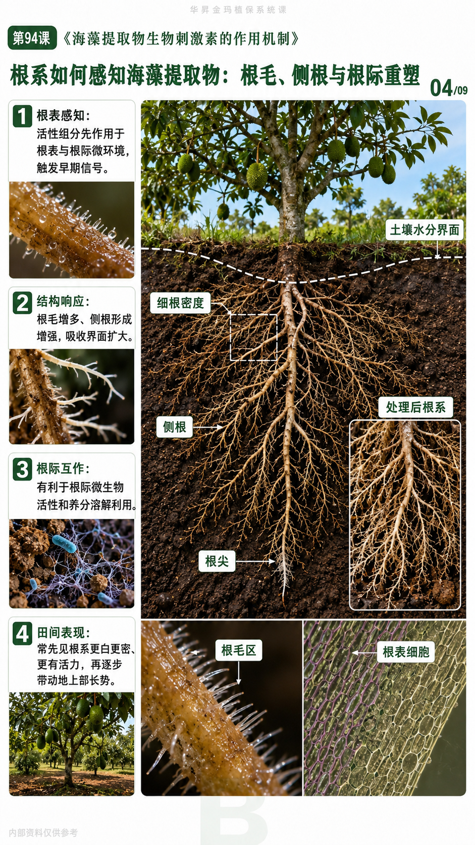 华昇金玛植保系统课第94课海藻提取物、生根抗逆与施用核对第4张原图
