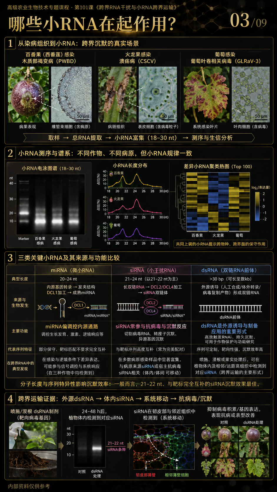 华昇金玛第101课图内03/09页：哪些小RNA在起作用