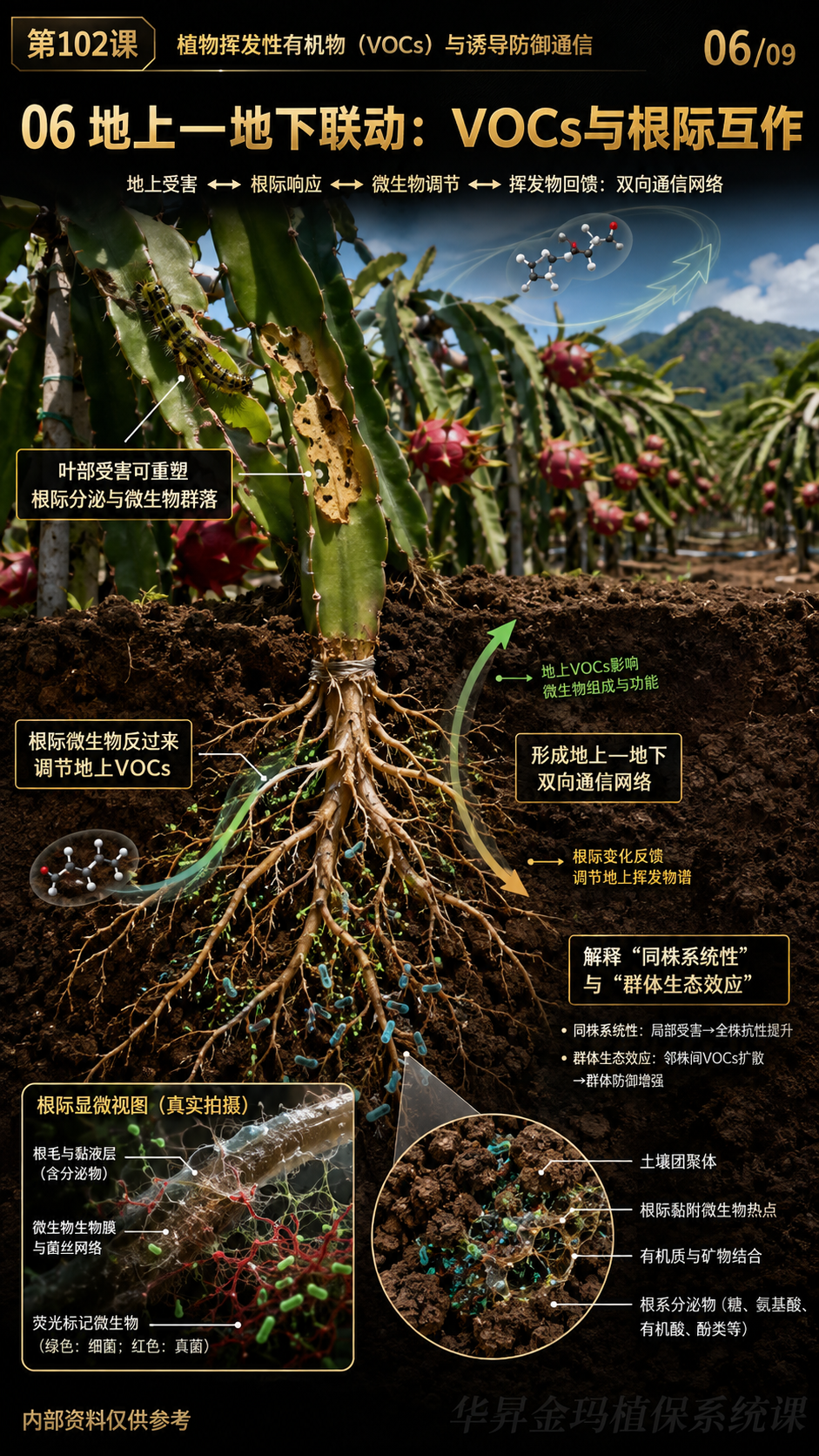 华昇金玛第102课图内06/09页：地上—地下联动：VOCs与根际互作