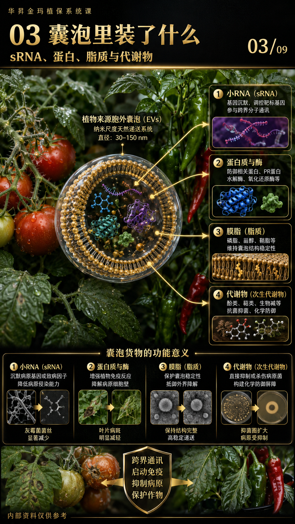 华昇金玛第103课图内03/09页：囊泡里装了什么：sRNA、蛋白、脂质与代谢物