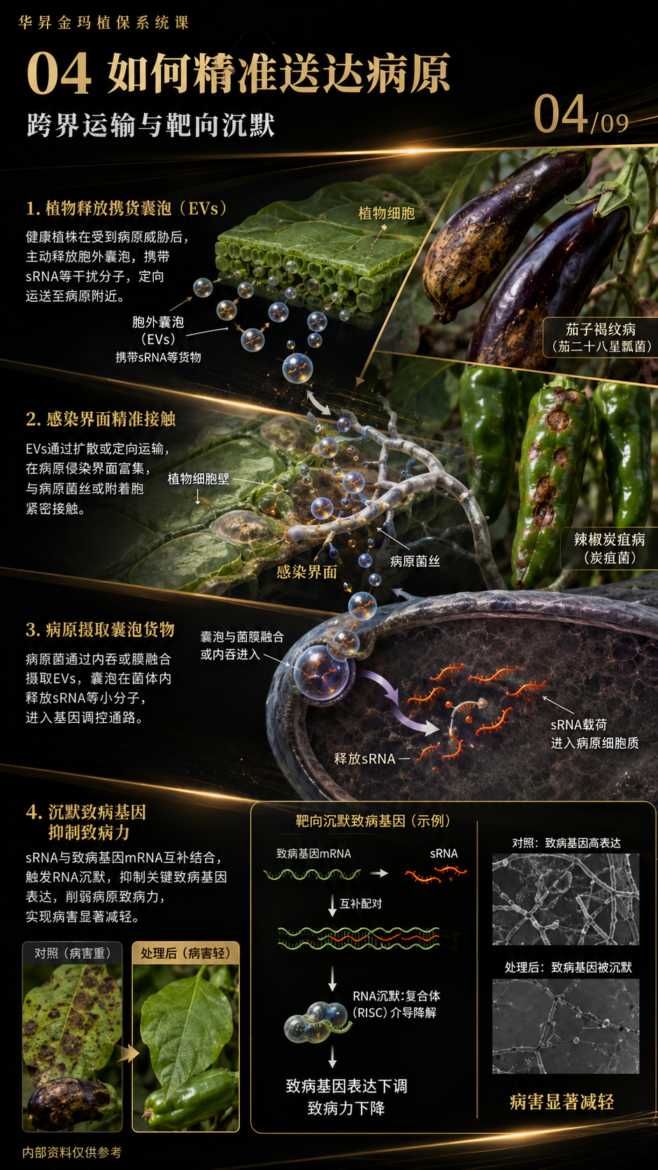 华昇金玛第103课图内04/09页：如何精准送达病原：跨界运输与靶向沉默