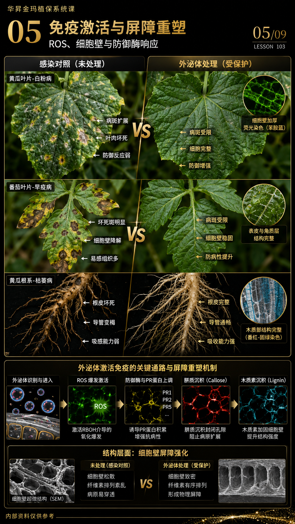 华昇金玛第103课图内05/09页：免疫激活与屏障重塑：ROS、细胞壁与防御酶响应
