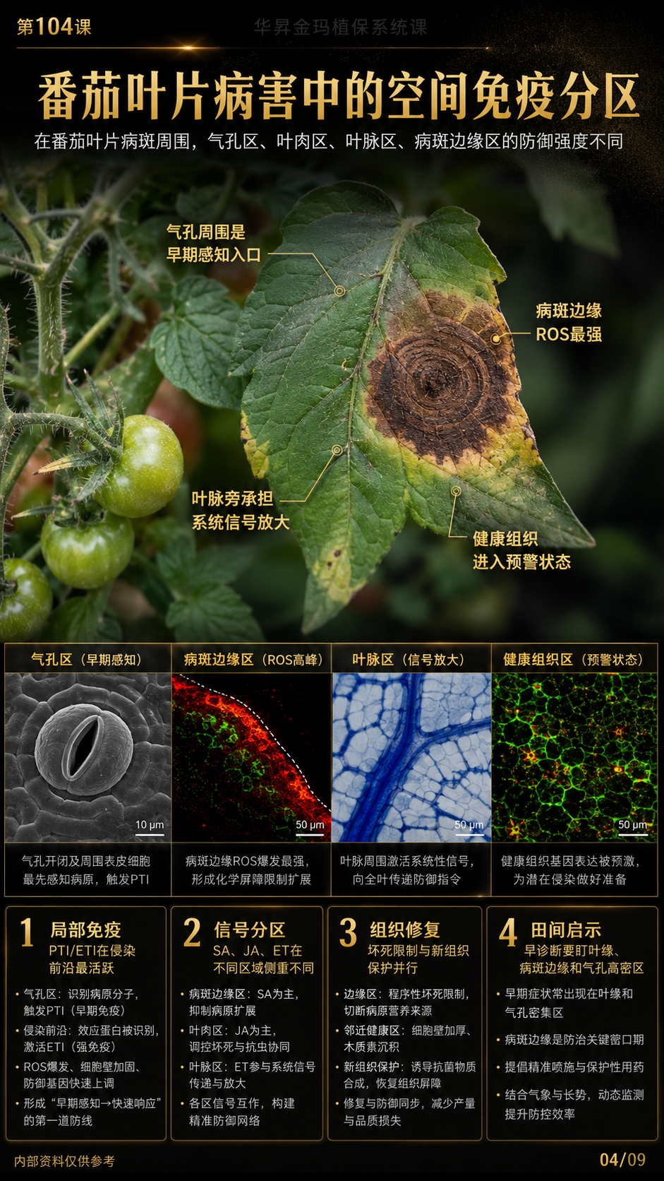 华昇金玛第104课图内04/09页：番茄叶片病害中的空间免疫分区