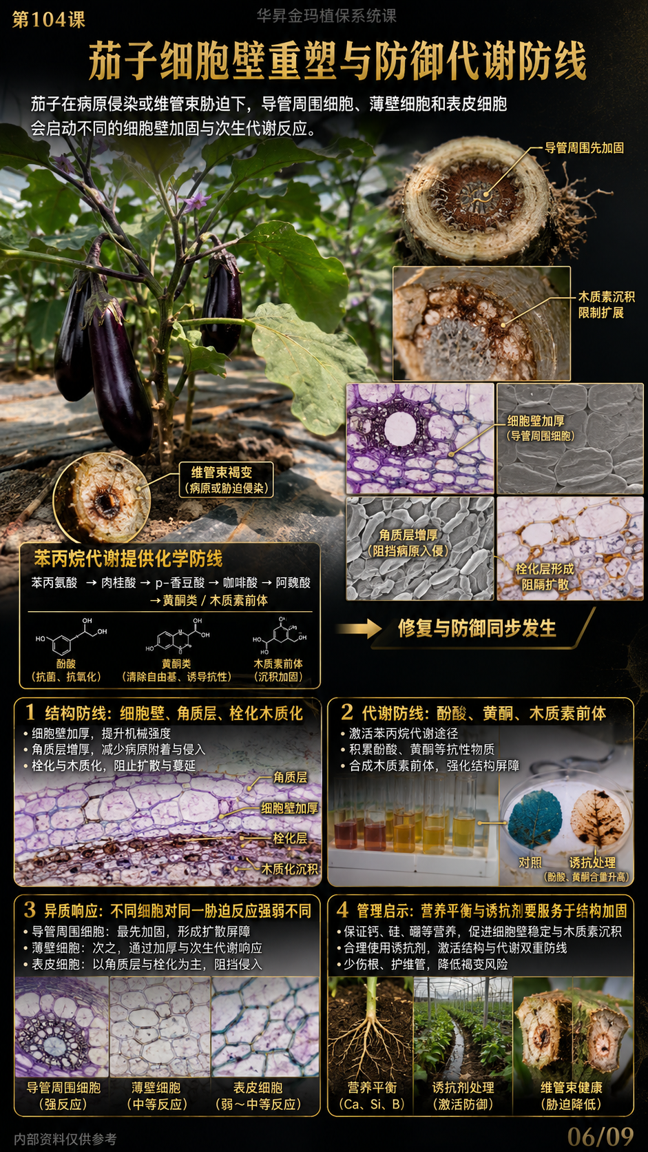 华昇金玛第104课图内06/09页：茄子细胞壁重塑与防御代谢防线
