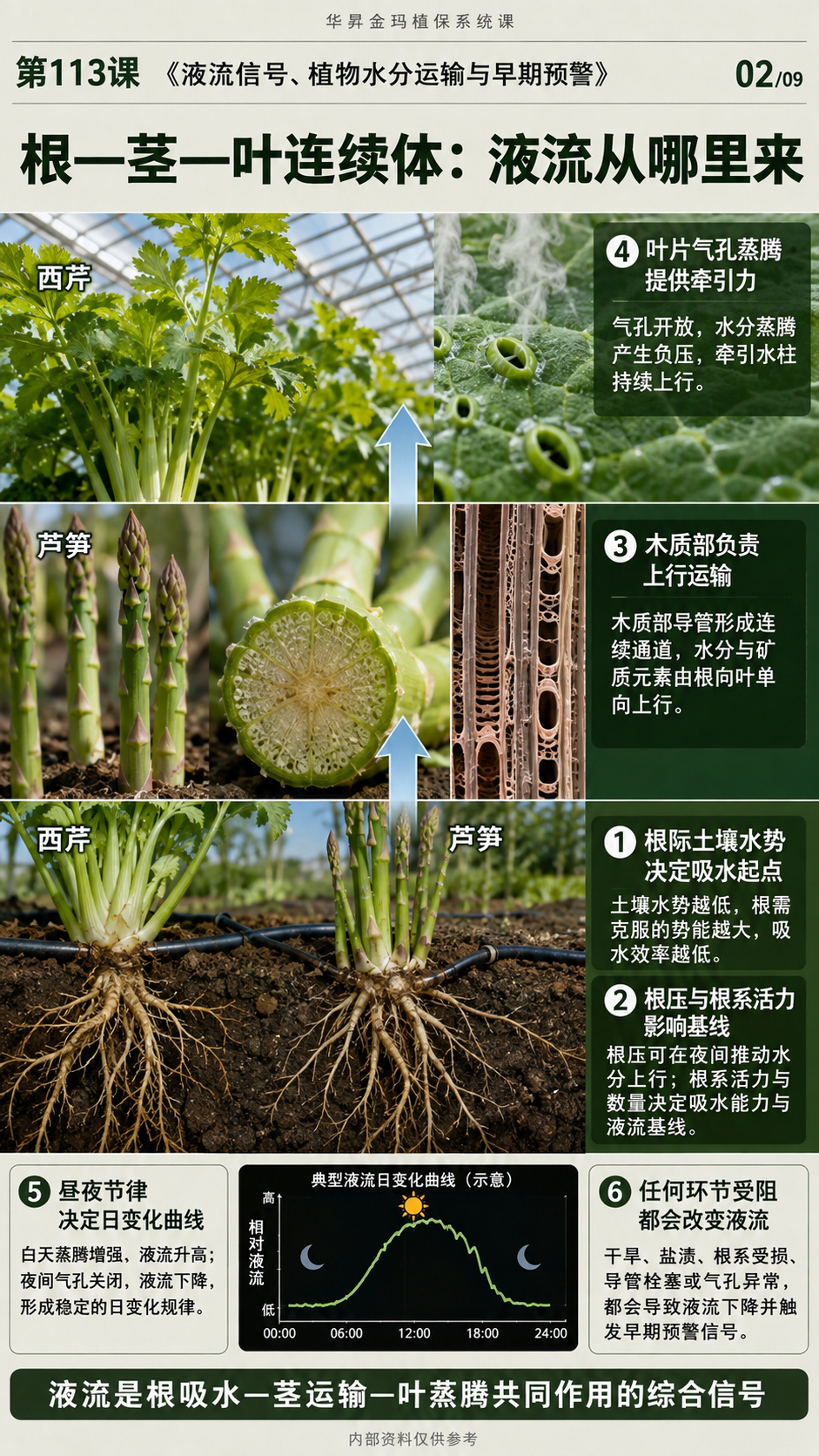 华昇金玛第113课图内02/09页：根—茎—叶连续体：液流从哪里来