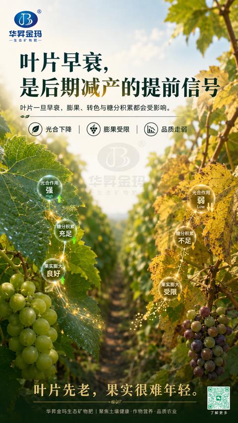 叶片早衰，是后期减产的提前信号（叶，是制造车间）｜华昇金玛植保系统课技术图