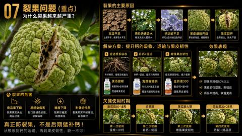 裂果问题（重点）（从根系到钙的运输，再到果皮韧性，缺一不可）｜华昇金玛植保系统课技术图