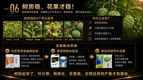 树势稳，花果才稳（释迦果树体管理，关键是让叶片有活力、枝梢有势、营养能真正转化）｜华昇金玛植保系统课技术图