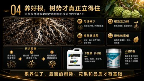 m:04（毛细根是释迦果吸收水肥和形成后劲的关键入口）｜华昇金玛植保系统课技术图