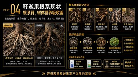 根系弱，树体营养吸收差（根是树体的“生命维管”，根系强，树才壮，果才大，品质才好）｜华昇金玛植保系统课技术图