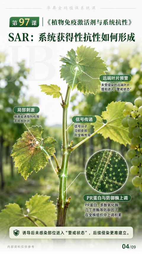 SAR：系统获得性抗性如何形成（诱导后未感染部位进入“警戒状态”，后续侵染更难建立）｜华昇金玛植保系统课技术图
