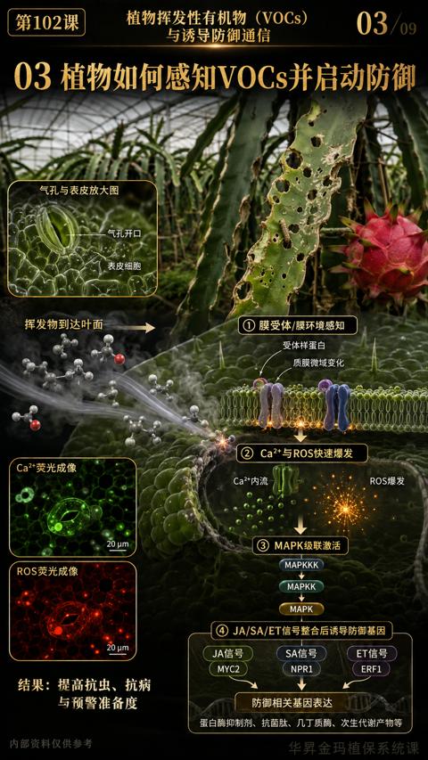 03 植物如何感知VOCs并启动防御（蛋白酶抑制剂、抗菌肽、几丁质酶、次生代谢产物等）｜华昇金玛植保系统课技术图