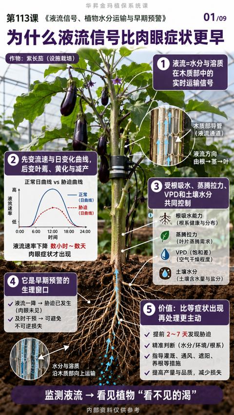 为什么液流信号比肉眼症状更早（第113课《液流信号、植物水分运输与早期预警）｜华昇金玛植保系统课技术图