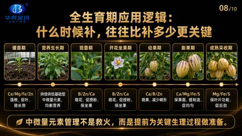 什么时候补，往往比补多少更关键（中微量元素管理不是救火，而是提前为关键生理过程做准备）｜华昇金玛植保系统课技术图
