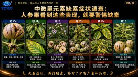人参果看到这些表现，就要警惕缺素（先看症状，再找缺素，补对了才有产量和品质）｜华昇金玛植保系统课技术图