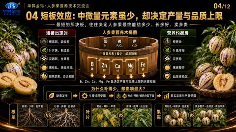 04 短板效应：中微量元素虽少，却决定产量与品质上限（最短的那块板，往往决定人参果最终能结多少、长多好、卖多贵）｜华昇金玛植保系统课技术图