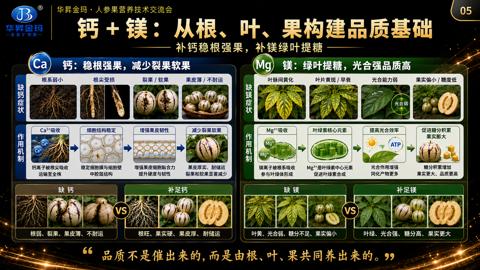 钙＋镁：从根、叶、果构建品质基础（叶绿、光合强、糖分高、果实更大）｜华昇金玛植保系统课技术图