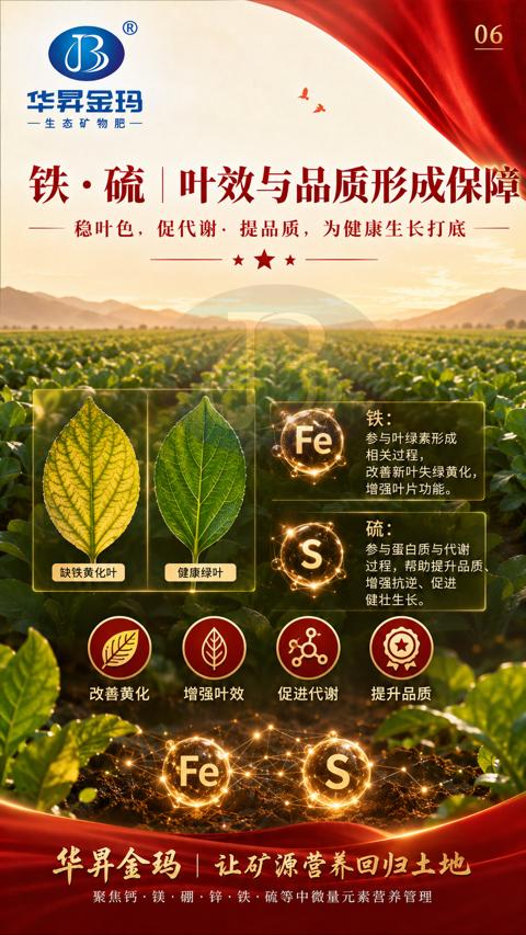 铁•硫|叶效与品质形成保障（过程，帮助提升品质）｜华昇金玛植保系统课技术图