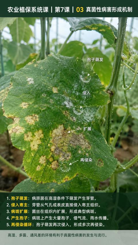 农业植保系统课|第7课|03 真菌性病害形成机制（高湿、多露、通风差的环境有利于真菌性病害的发生与流行）｜华昇金玛植保系统课技术图