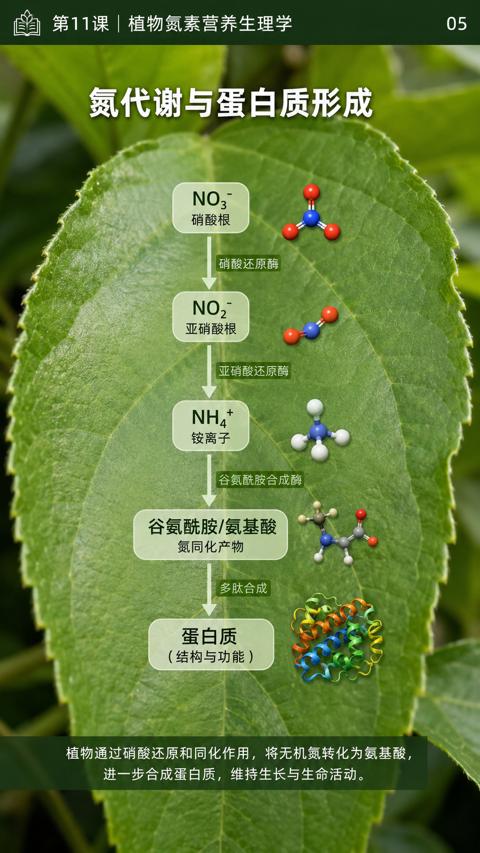 氮代谢与蛋白质形成（植物通过硝酸还原和同化作用，将无机氮转化为氨基酸）｜华昇金玛植保系统课技术图