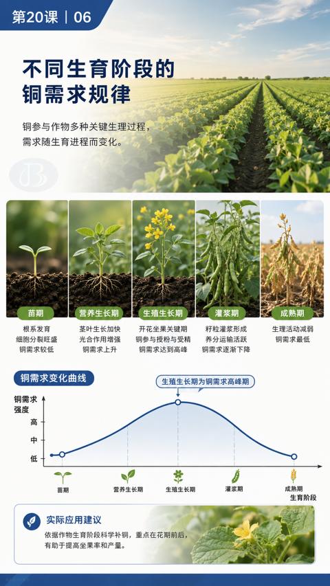 不同生育阶段的（依据作物生育阶段科学补铜，重点在花期前后）｜华昇金玛植保系统课技术图