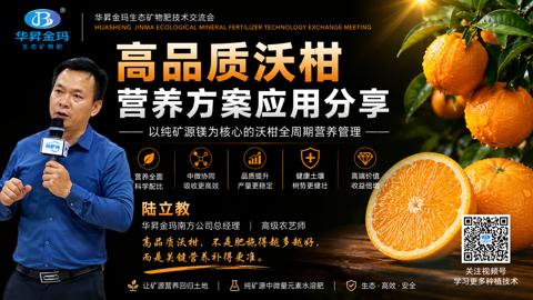 高品质沃柑（高品质沃柑，不是肥施得越多越好）｜华昇金玛植保系统课技术图