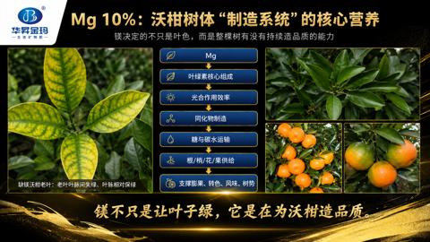 Mg 10%：沃柑树体“制造系统”的核心营养（镁决定的不只是叶色，而是整棵树有没有持续造品质的能力）｜华昇金玛植保系统课技术图