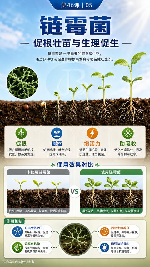 链霉菌（通过多种机制促进作物根系发育与幼苗健壮生长）｜华昇金玛植保系统课技术图
