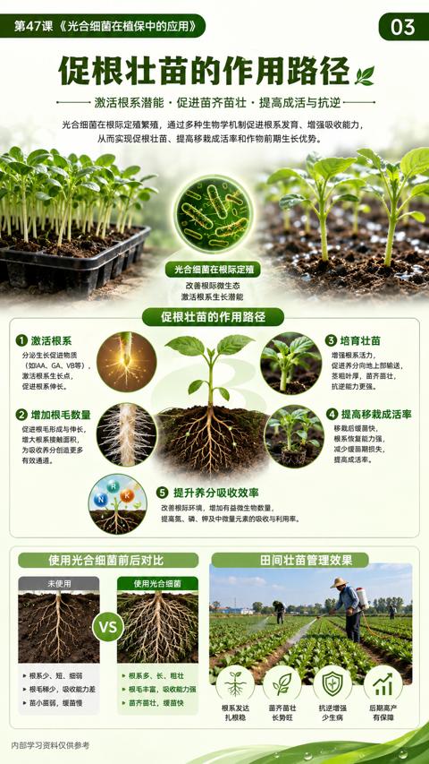 促根壮苗的作用路径（光合细菌在根际定殖繁殖，通过多种生物学机制促进根系发育、增强吸收能力）｜华昇金玛植保系统课技术图