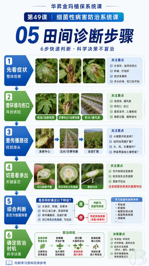 05田间诊断步骤（这是细菌性病害的重要特征）｜华昇金玛植保系统课技术图